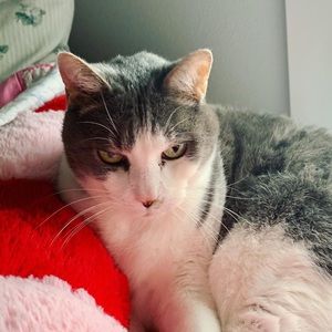 Meet your Posher, Kate (and polo)